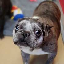 Thumbnail photo of Merlin #2