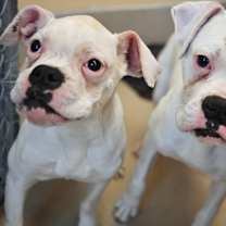 Thumbnail photo of Angel Cake #3