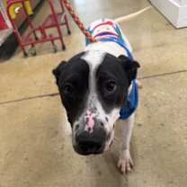 Thumbnail photo of Ziggy #1