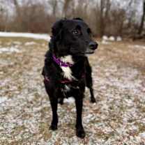 Thumbnail photo of Dolly #1