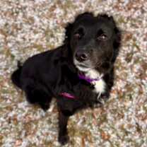 Thumbnail photo of Dolly #3