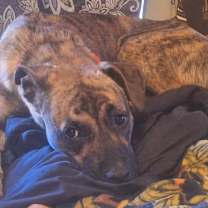 Thumbnail photo of Dolly* #3