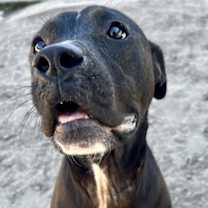 Thumbnail photo of Simmer #2