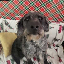 Thumbnail photo of Edgar ( alan poe) #1