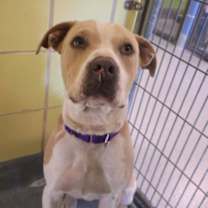 Thumbnail photo of Cornflake #1