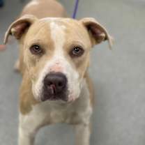 Thumbnail photo of Cornflake #2