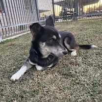 Thumbnail photo of FRANKY #1