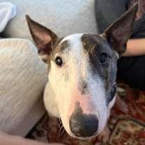 Thumbnail photo of Bolo #1