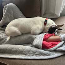 Thumbnail photo of Bolo #2