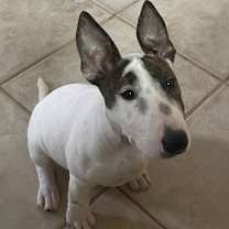 Thumbnail photo of Bolo #3