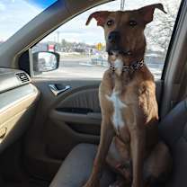 Thumbnail photo of Ampere #1