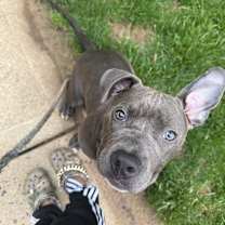 Thumbnail photo of Peppa #1