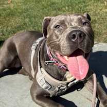 Thumbnail photo of Peppa #4