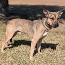 Thumbnail photo of Buck Rogers #2