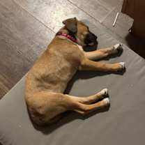 Thumbnail photo of Robin #1