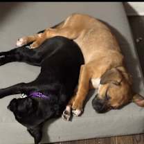 Thumbnail photo of Robin #2