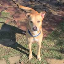 Thumbnail photo of Gepard #3