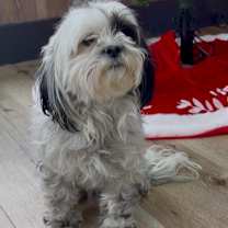 Thumbnail photo of Chloe #1