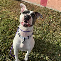 Thumbnail photo of Bruiser #1