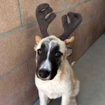 Thumbnail photo of Alfalfa #1