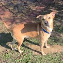 Thumbnail photo of Gepard #4