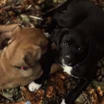 Thumbnail photo of Robin #3