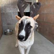 Thumbnail photo of Alfalfa #2