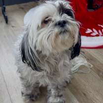 Thumbnail photo of Chloe #3