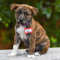 Thumbnail photo of Bertie #1