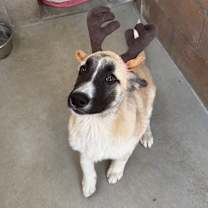 Thumbnail photo of Alfalfa #3