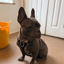 Thumbnail photo of Kilo #1