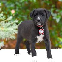 Thumbnail photo of Dough #2