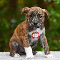 Thumbnail photo of Bertie #2