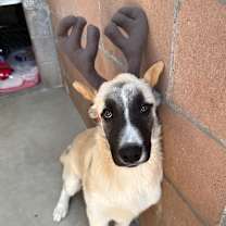 Thumbnail photo of Alfalfa #4