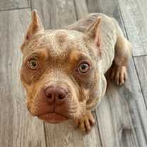 Thumbnail photo of Frog #1