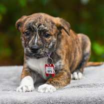 Thumbnail photo of Bertie #3