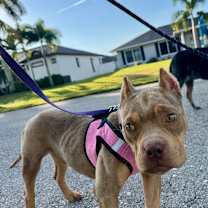 Thumbnail photo of Frog #2