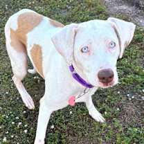 Thumbnail photo of Baby Blue #2