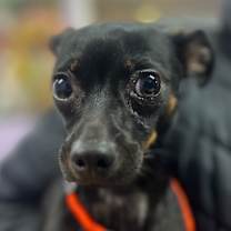 Thumbnail photo of Stormy #1