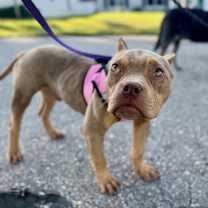 Thumbnail photo of Frog #3