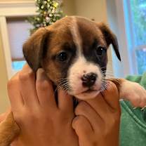 Thumbnail photo of NOVA #1