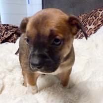 Thumbnail photo of KAI #2