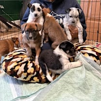 Thumbnail photo of KAI #3