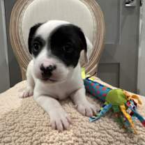 Thumbnail photo of Moose #1