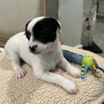 Thumbnail photo of Moose #2