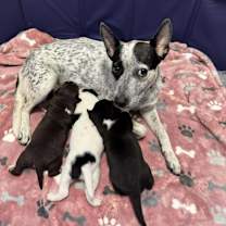 Thumbnail photo of Moose #3