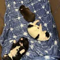 Thumbnail photo of Moose #4