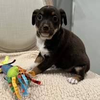 Thumbnail photo of Cocoa #1