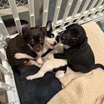 Thumbnail photo of Cocoa #3