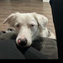 Thumbnail photo of Luna #3